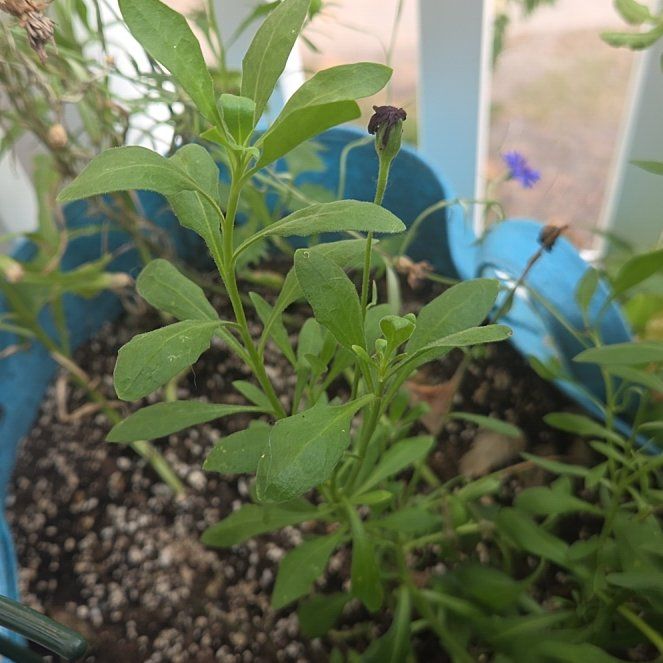 Photo of the plant species African Daisy by @Dewbasaur named Foxxy on Greg, the plant care app