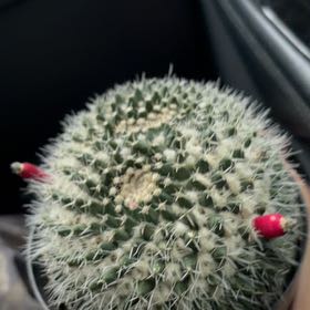 Photo of the plant species Mammillaria karwinskiana 'Nejapensis' by @IconHedera75 named Bella on Greg, the plant care app
