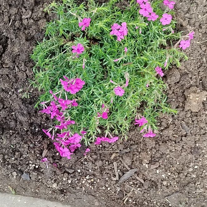 Photo of the plant species Moss Phlox by @YeveRedtree71 named Cleopatra on Greg, the plant care app