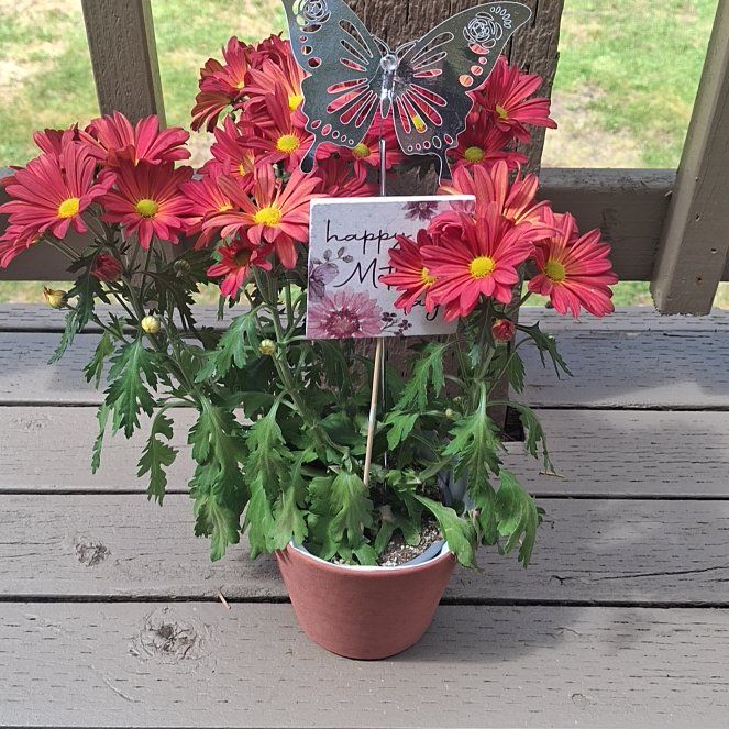 Photo of the plant species Garden Mum 'Leo' by @HumanePlanty14 named Maya on Greg, the plant care app