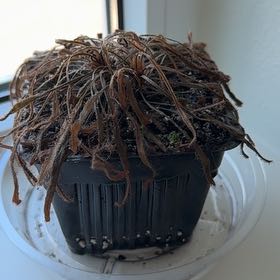 Photo of the plant species Cape Sundew by @FabRedcap34 named Sanders on Greg, the plant care app