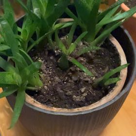 Photo of the plant species Hottentot Fig by @SirGoldwire6 named Leaf Erickson on Greg, the plant care app