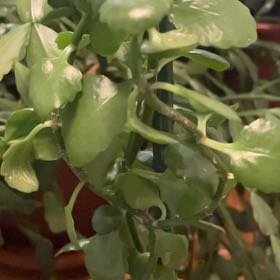 Photo of the plant species Creeping Groundsel by @SirGoldwire6 named Gaga on Greg, the plant care app