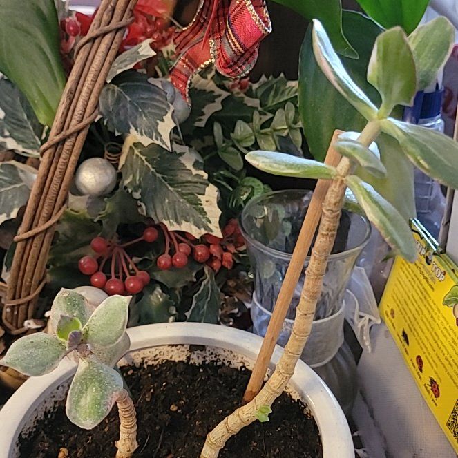 Photo of the plant species Variegated Jade by @PureSeaorache32 named Sanders on Greg, the plant care app