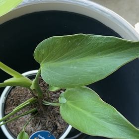 Photo of the plant species Burle Marx Flame Monstera by @JoyousWasabi56 named Rosa on Greg, the plant care app