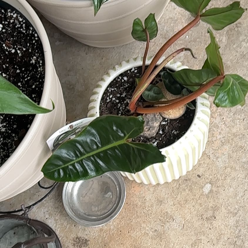 Photo of the plant species Philodendron billietiae by @JoyousWasabi56 named Gobi on Greg, the plant care app