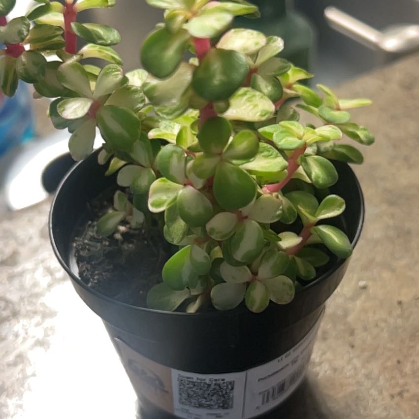 Photo of the plant species elephant bush by @BullishPeony84 named Taylor Swift on Greg, the plant care app
