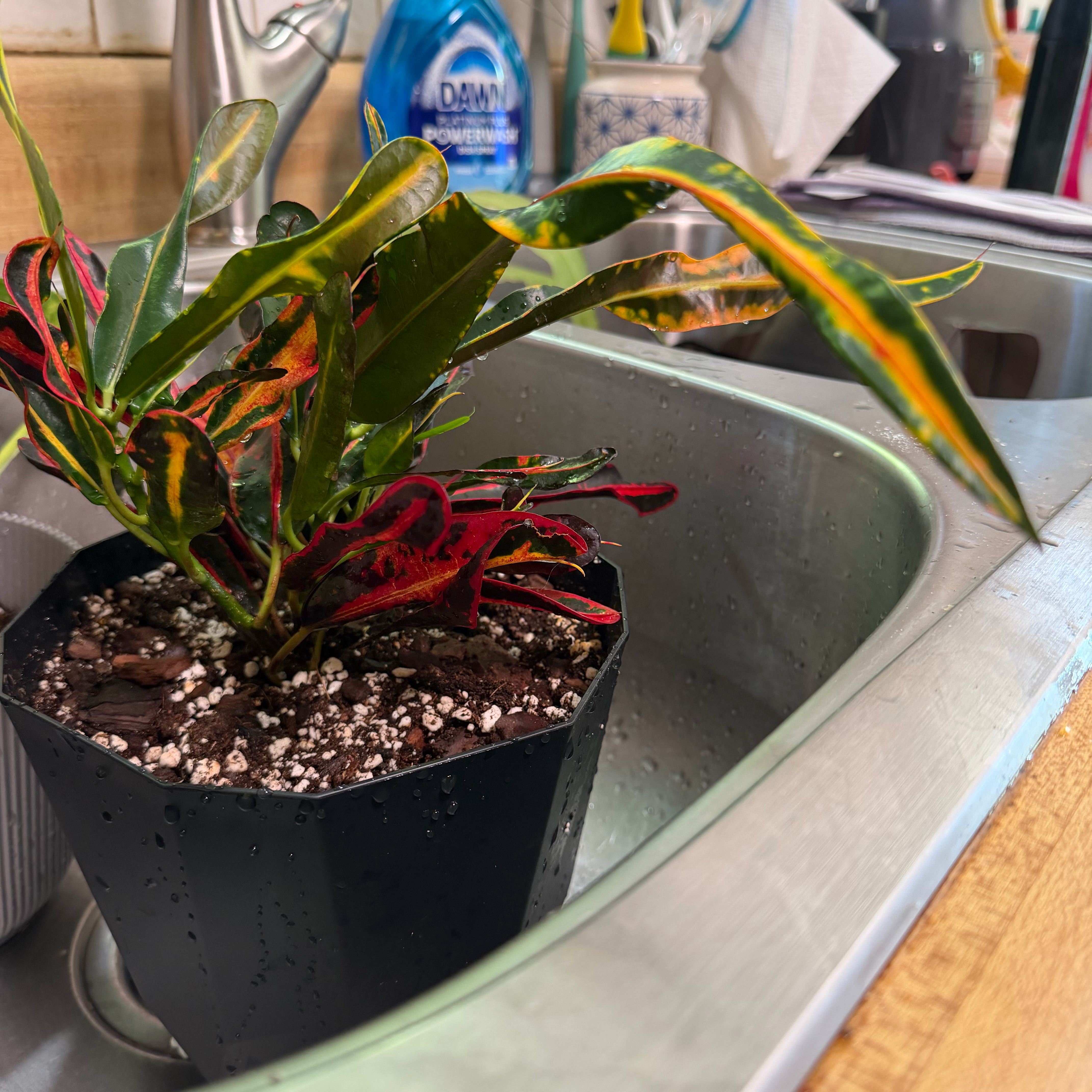 Photo of the plant species Red Banana Croton by @ManyCowbane4 named Miley on Greg, the plant care app