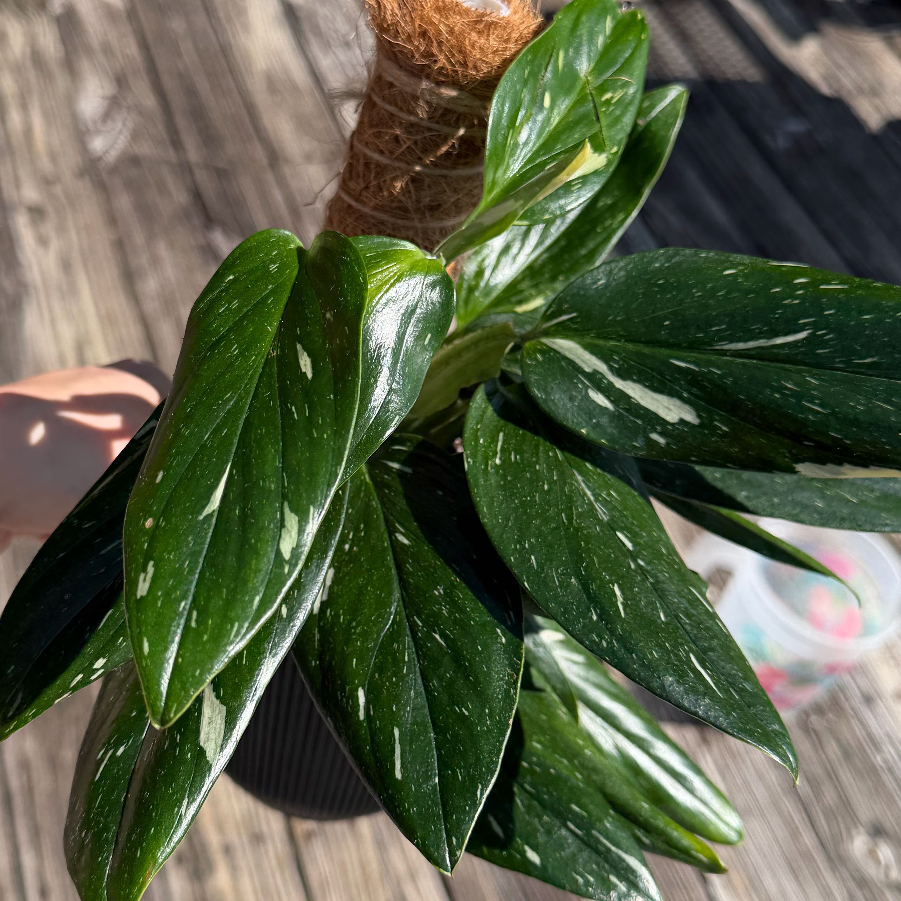 Photo of the plant species Cobra Monstera by @ManyCowbane4 named Clooney on Greg, the plant care app
