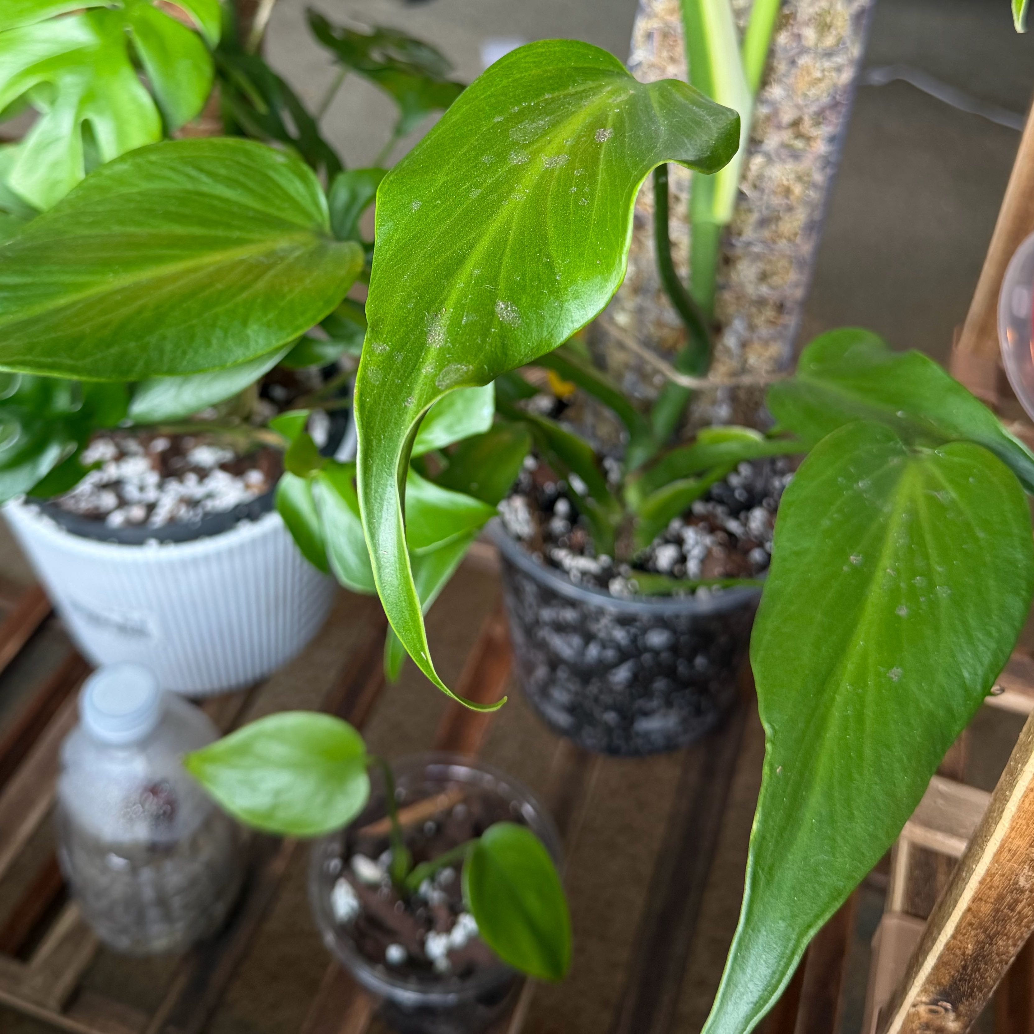 Photo of the plant species Burle Marx Flame Monstera by @ManyCowbane4 named Michelle Branch on Greg, the plant care app