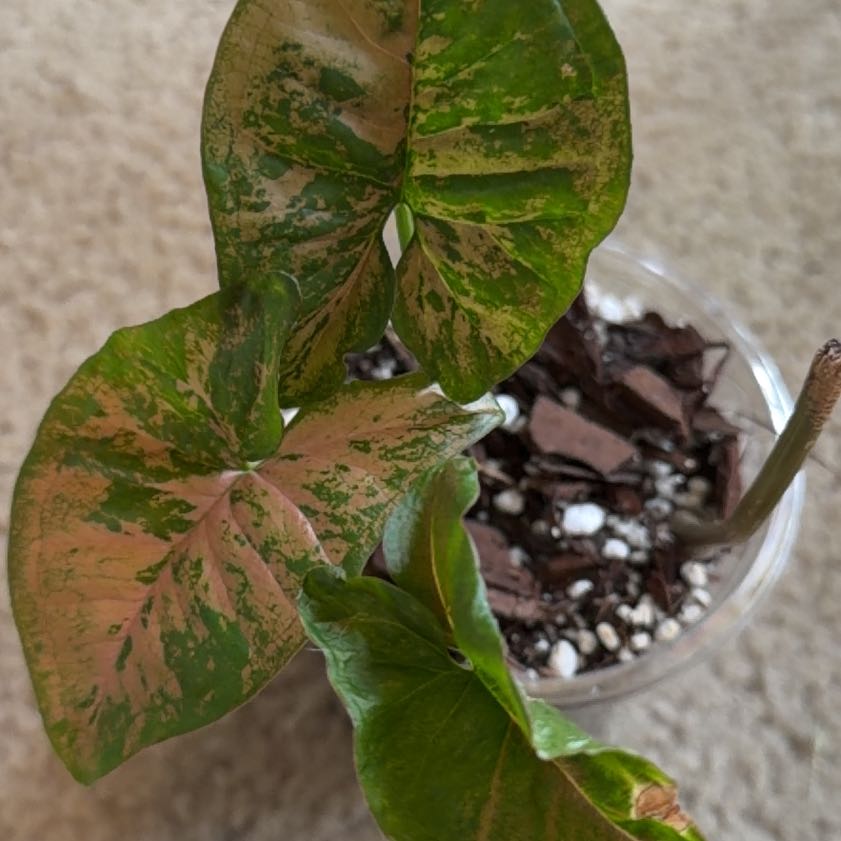 Photo of the plant species Pink Splash Arrowhead Vine by @ManyCowbane4 named Figyonce on Greg, the plant care app