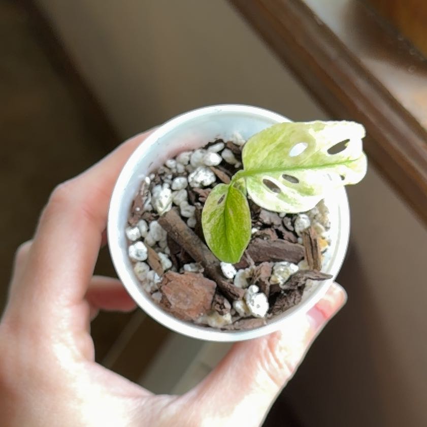 Photo of the plant species Mint Variegated Swiss Cheese Plant by @ManyCowbane4 named Sage on Greg, the plant care app