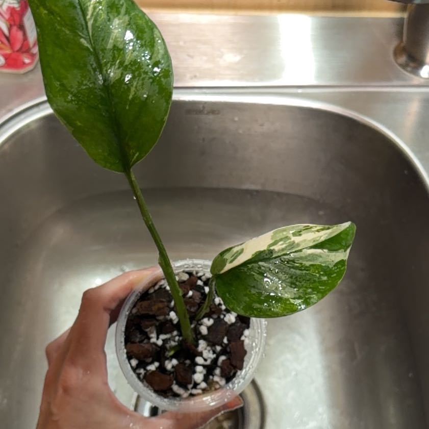 Photo of the plant species Monstera lechleriana 'Variegata' by @ManyCowbane4 named Prince on Greg, the plant care app