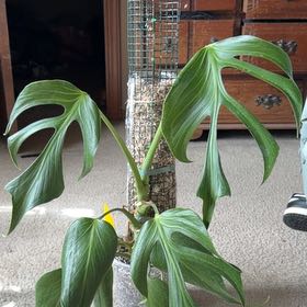Photo of the plant species Monstera 'Burle Marx Flame' by @ManyCowbane4 named Elina on Greg, the plant care app