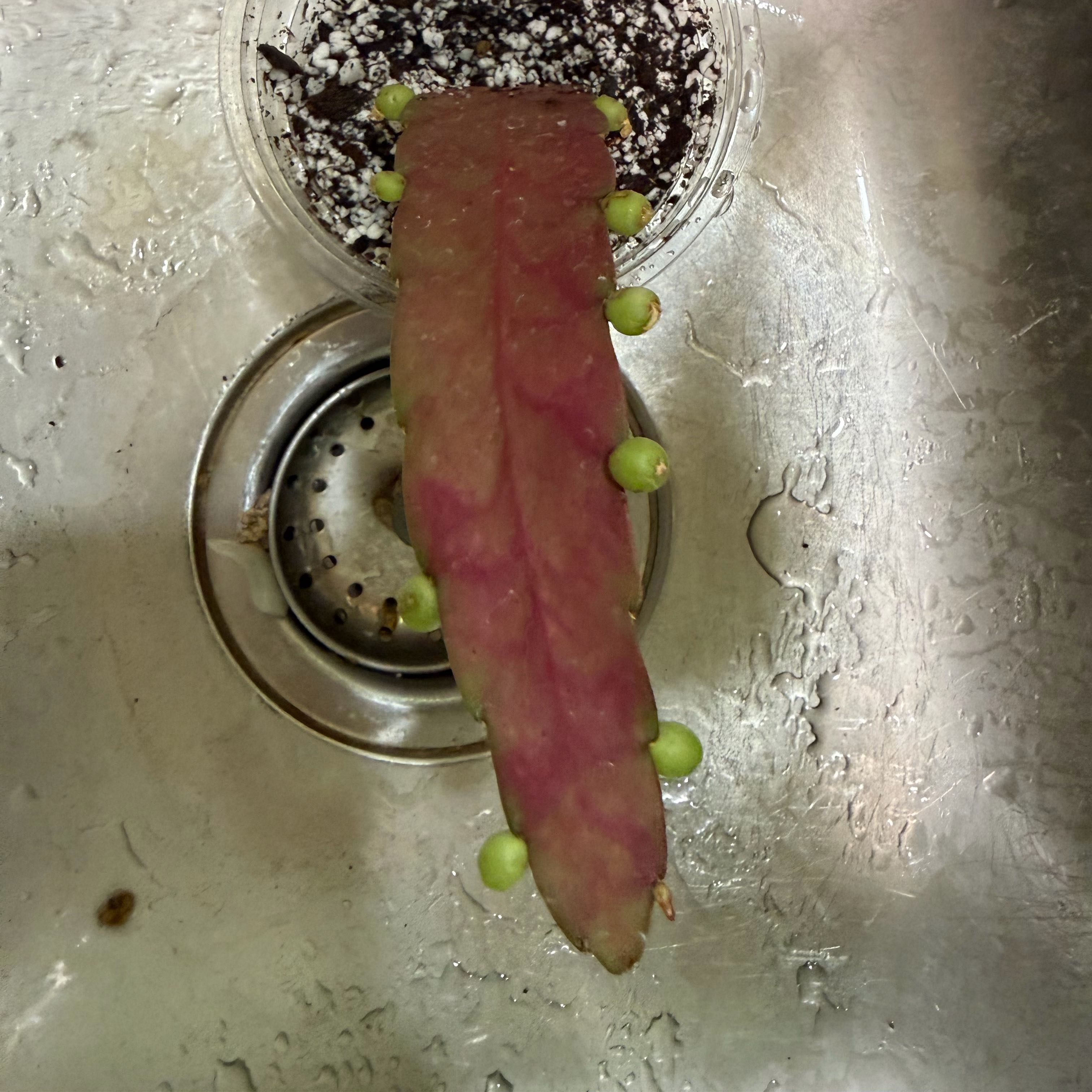 Photo of the plant species Red Mistletoe Cactus by @ManyCowbane4 named ChloroPhil on Greg, the plant care app