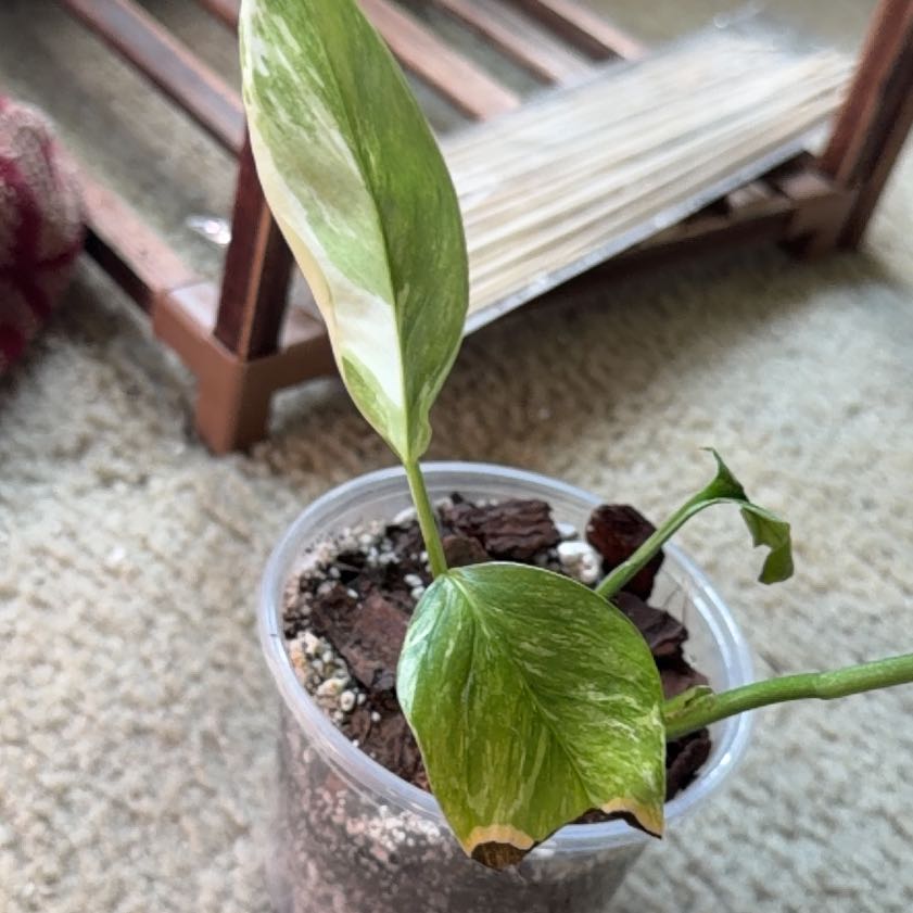 Photo of the plant species Monstera lechleriana 'Variegata' by @ManyCowbane4 named Walt on Greg, the plant care app