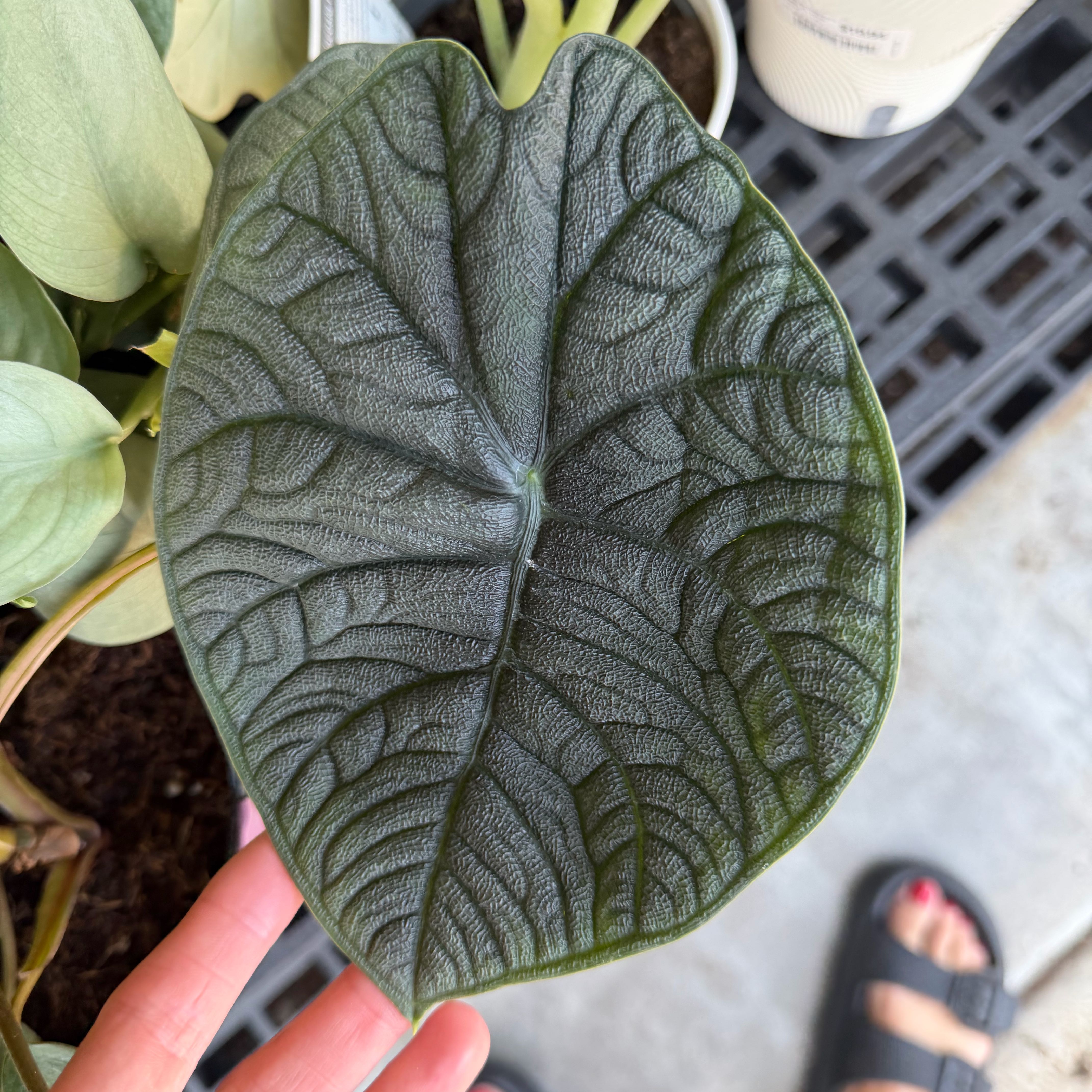 Photo of the plant species Alocasia 'Rugosa' by @ManyCowbane4 named Sherlock on Greg, the plant care app
