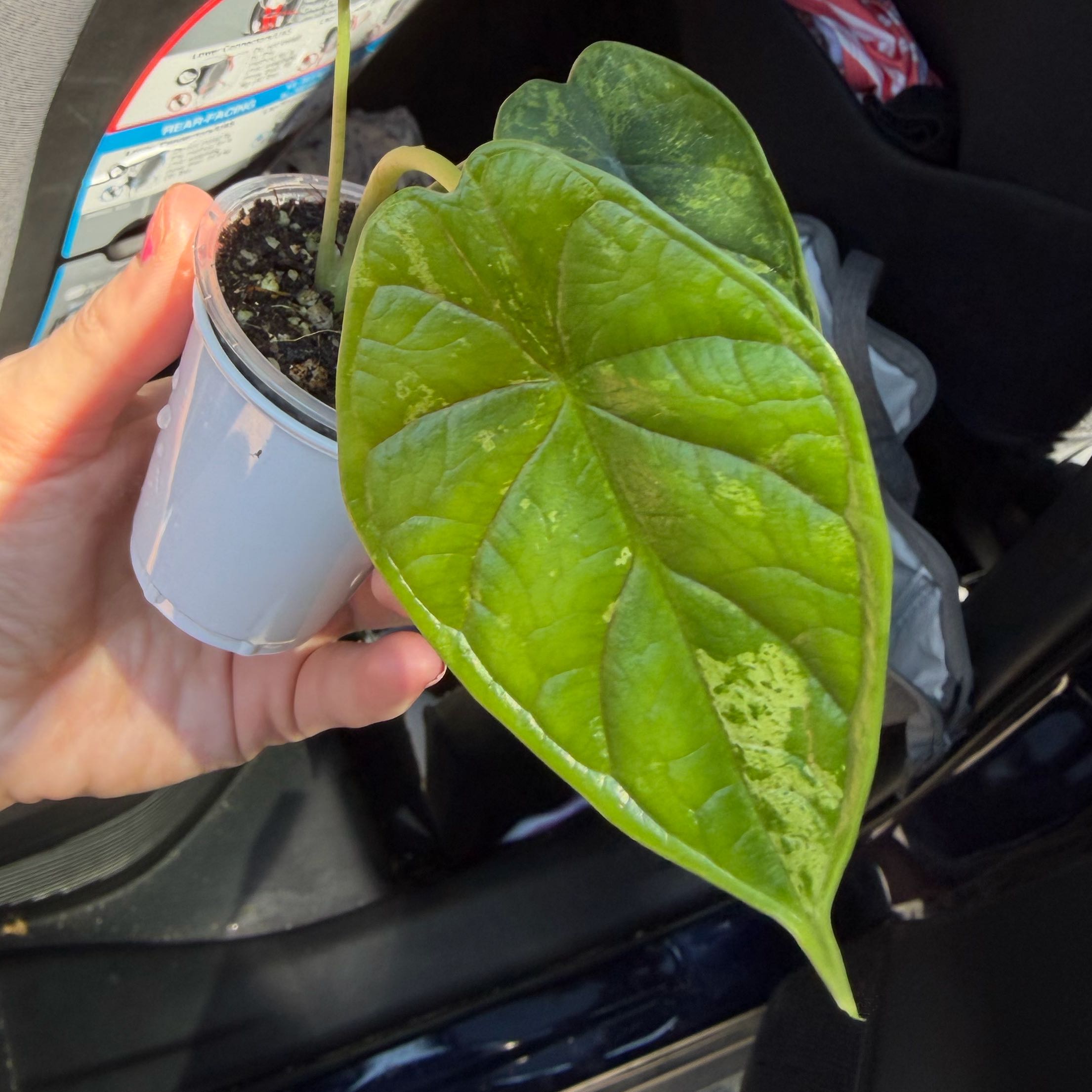 Photo of the plant species Alocasia Dragon Scale Mint by @ManyCowbane4 named Bruce Lee on Greg, the plant care app