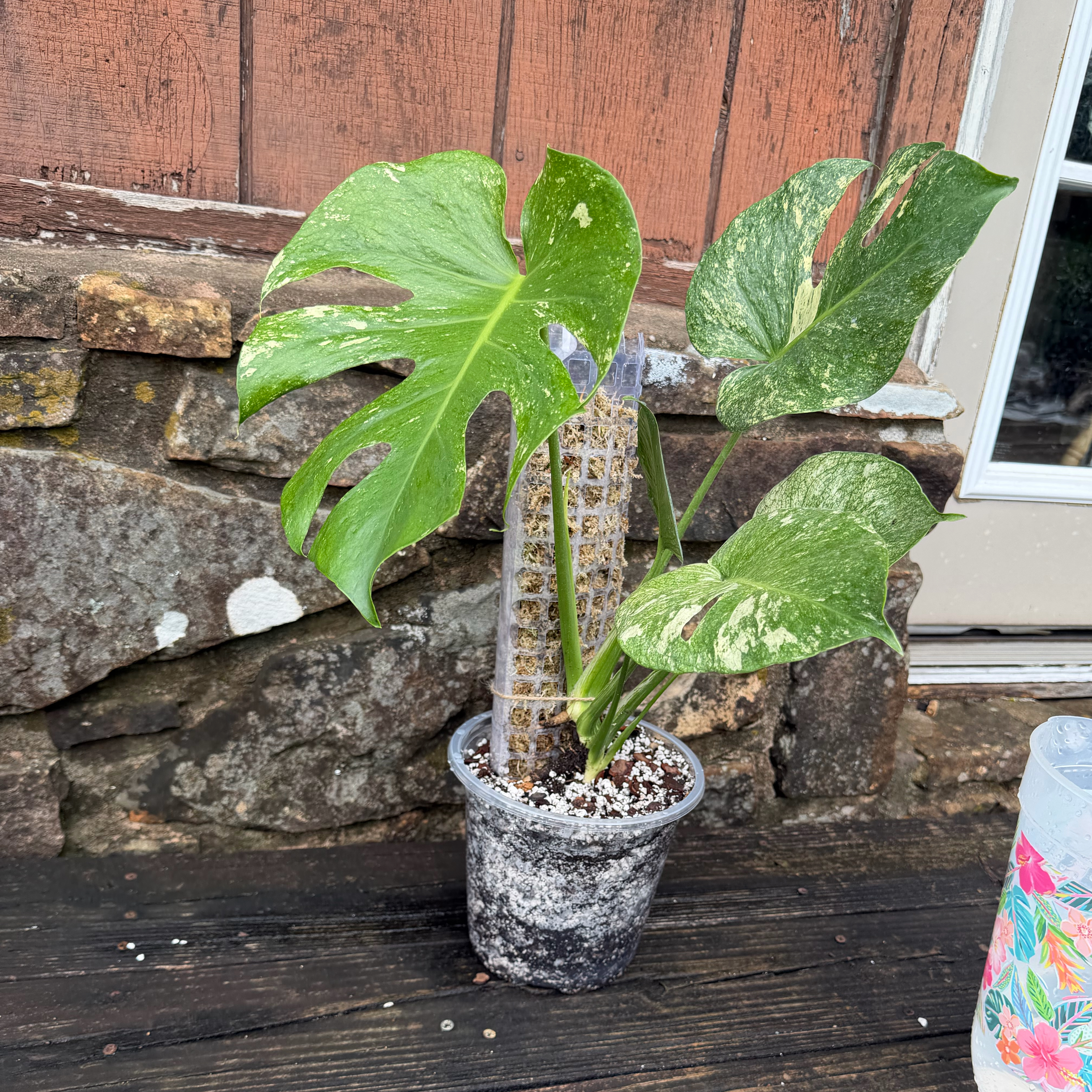 Photo of the plant species Monstera 'White Monster' by @ManyCowbane4 named Lola on Greg, the plant care app