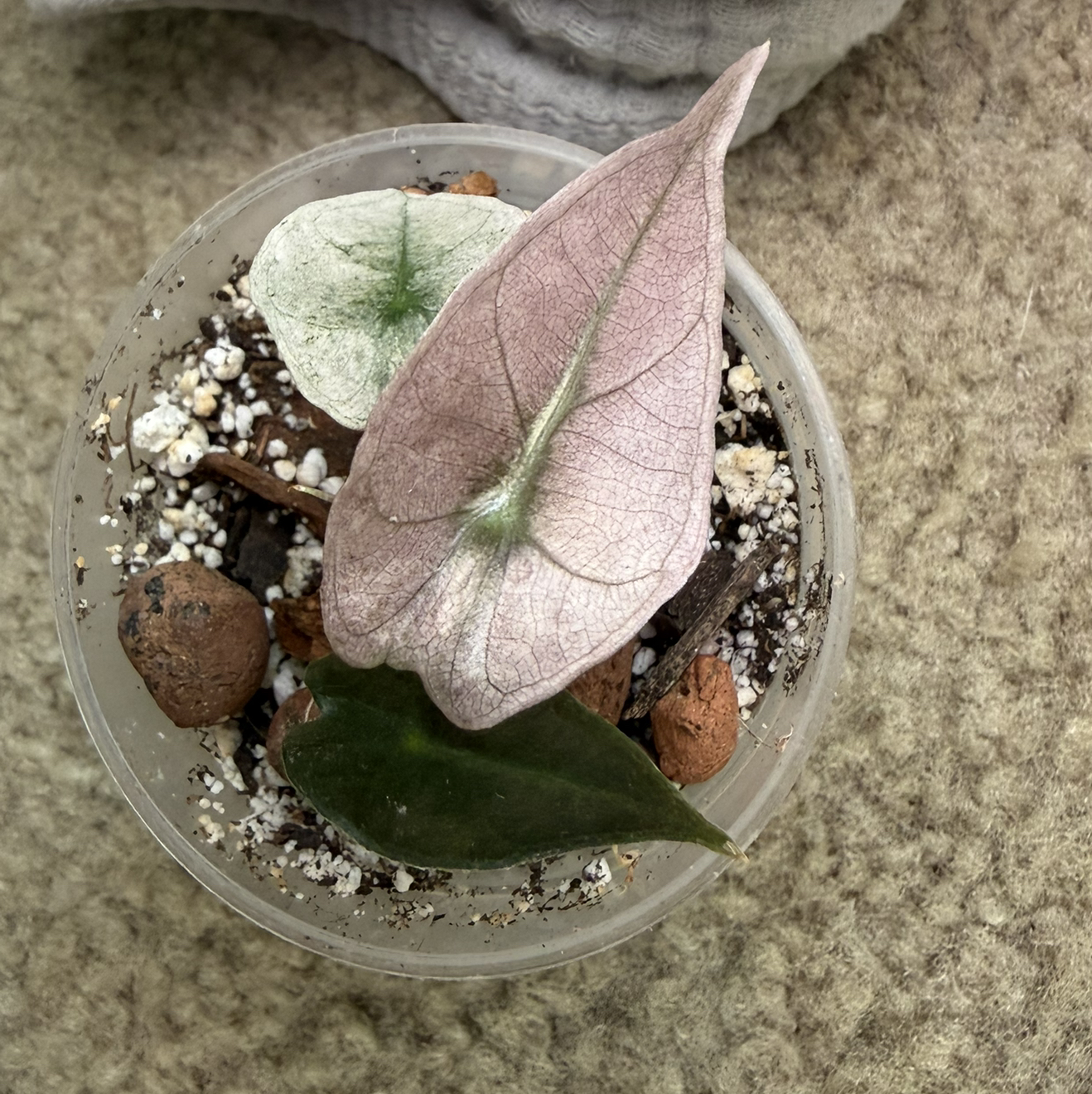 Photo of the plant species Alocasia Pink Mint by @ManyCowbane4 named Scarlett on Greg, the plant care app