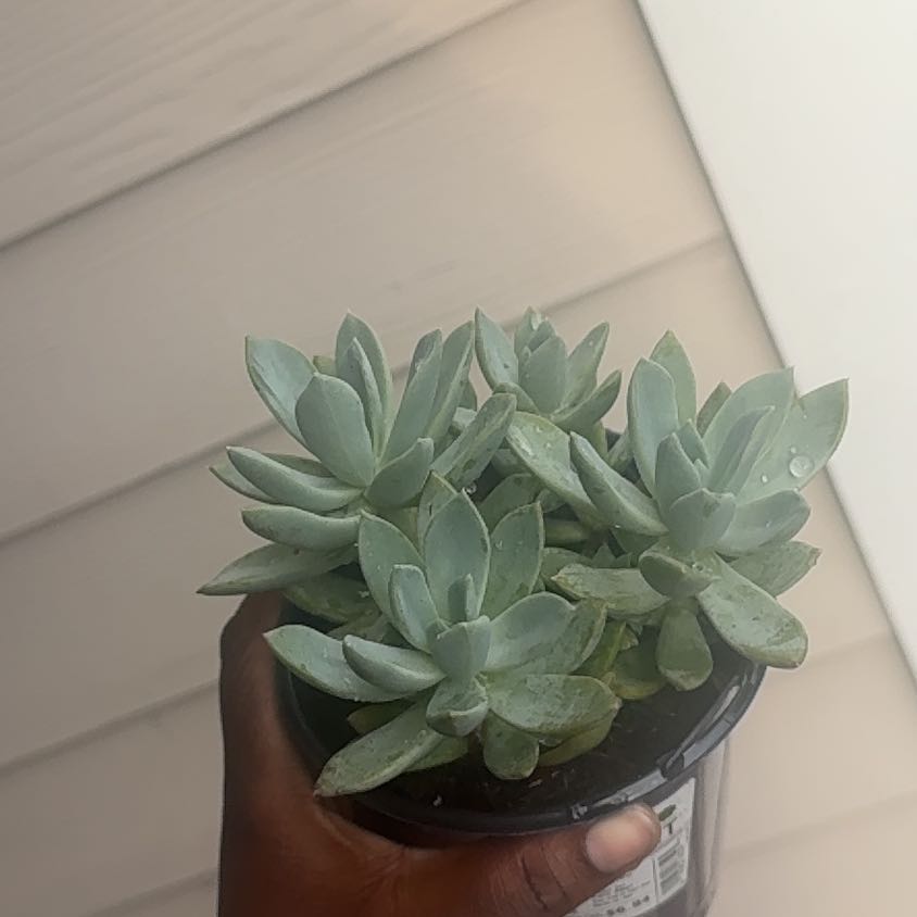 Photo of the plant species Pachyphytum longifolium by @LordBeans98 named Delilah on Greg, the plant care app