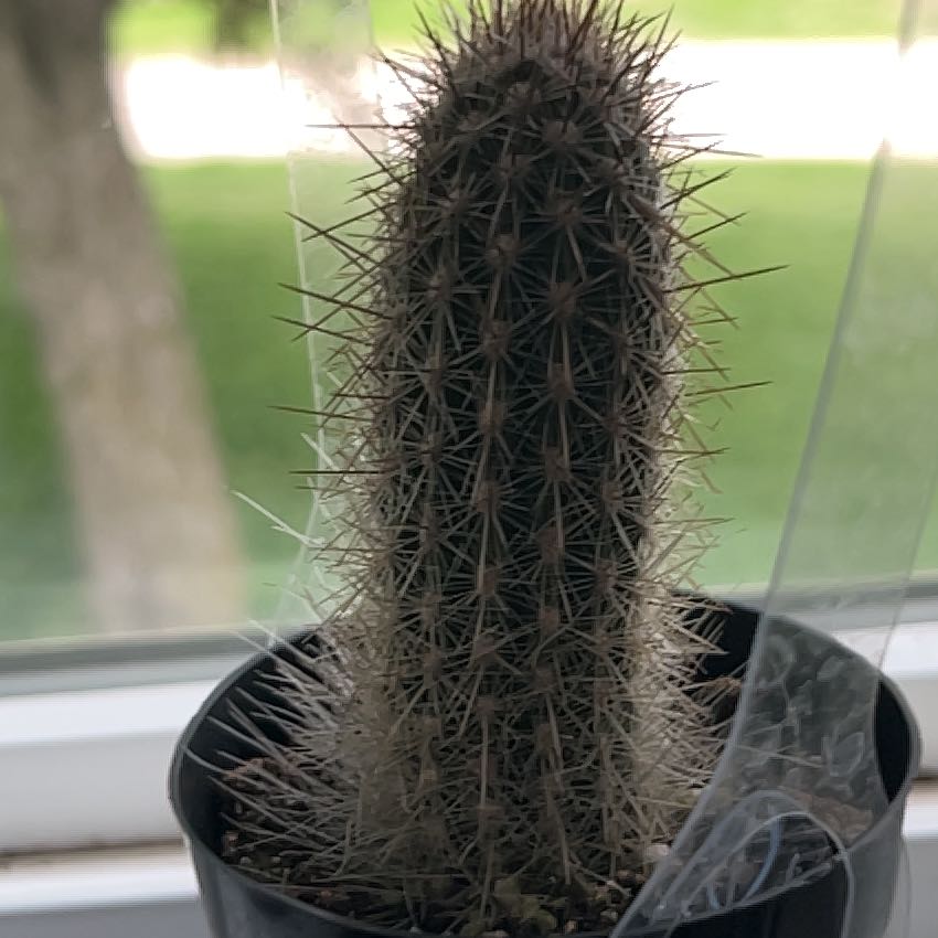 Photo of the plant species Thrixanthocereus cullmanianus by @LeadLoquat32 named Barron on Greg, the plant care app