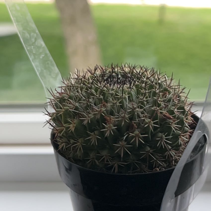 Photo of the plant species Mammillaria Melanocentra by @LeadLoquat32 named Erin on Greg, the plant care app