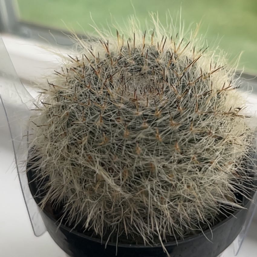 Photo of the plant species Old Lady Cactus by @LeadLoquat32 named Sharon on Greg, the plant care app