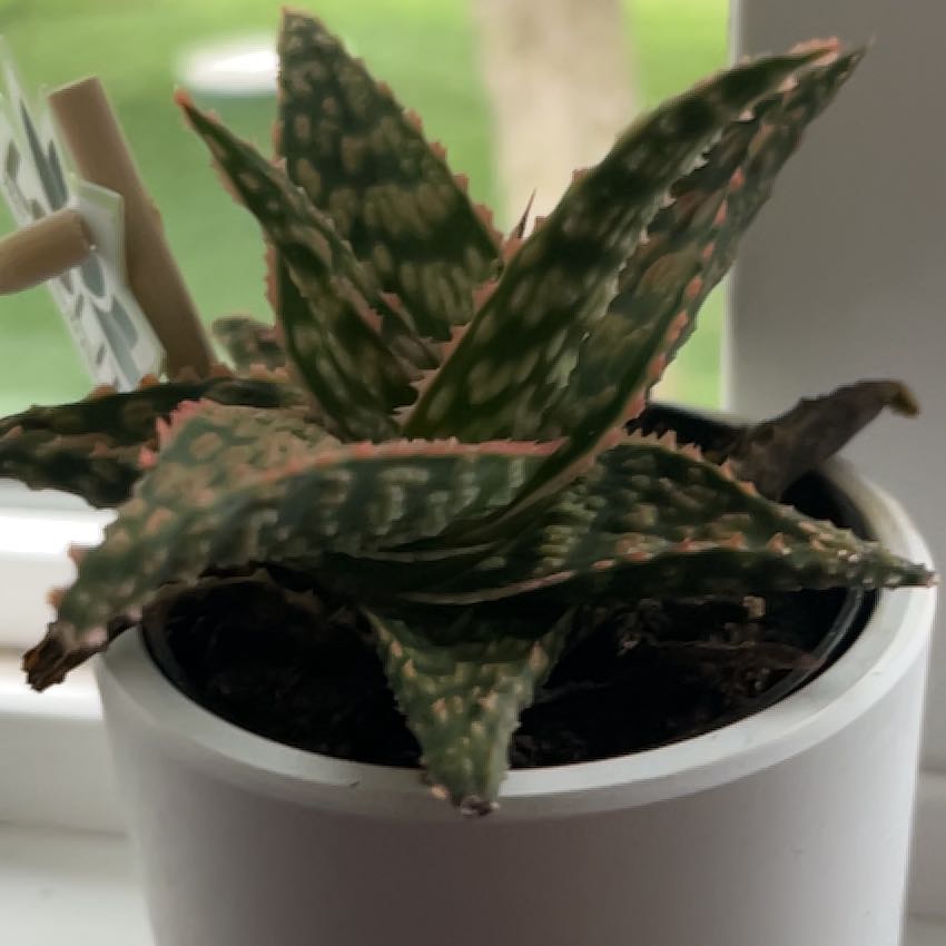 Photo of the plant species Pink Blush Aloe by @LeadLoquat32 named Aaron on Greg, the plant care app