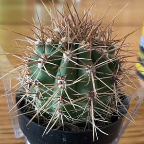 Photo of the plant species Poco by @LeadLoquat32 named Daron on Greg, the plant care app