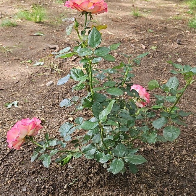 Photo of the plant species True Sincerity by @ShinyAjwain7 named Dolores on Greg, the plant care app