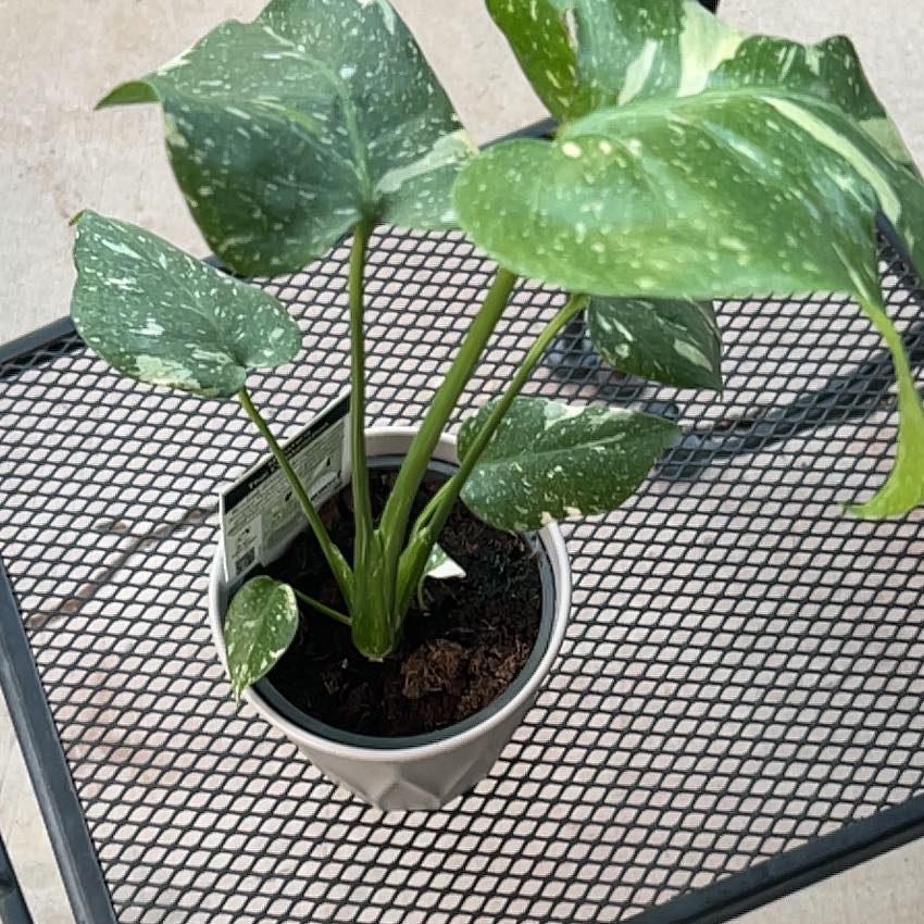 Photo of the plant species monstera Thai Con by @SirEllisia92 named Homer on Greg, the plant care app