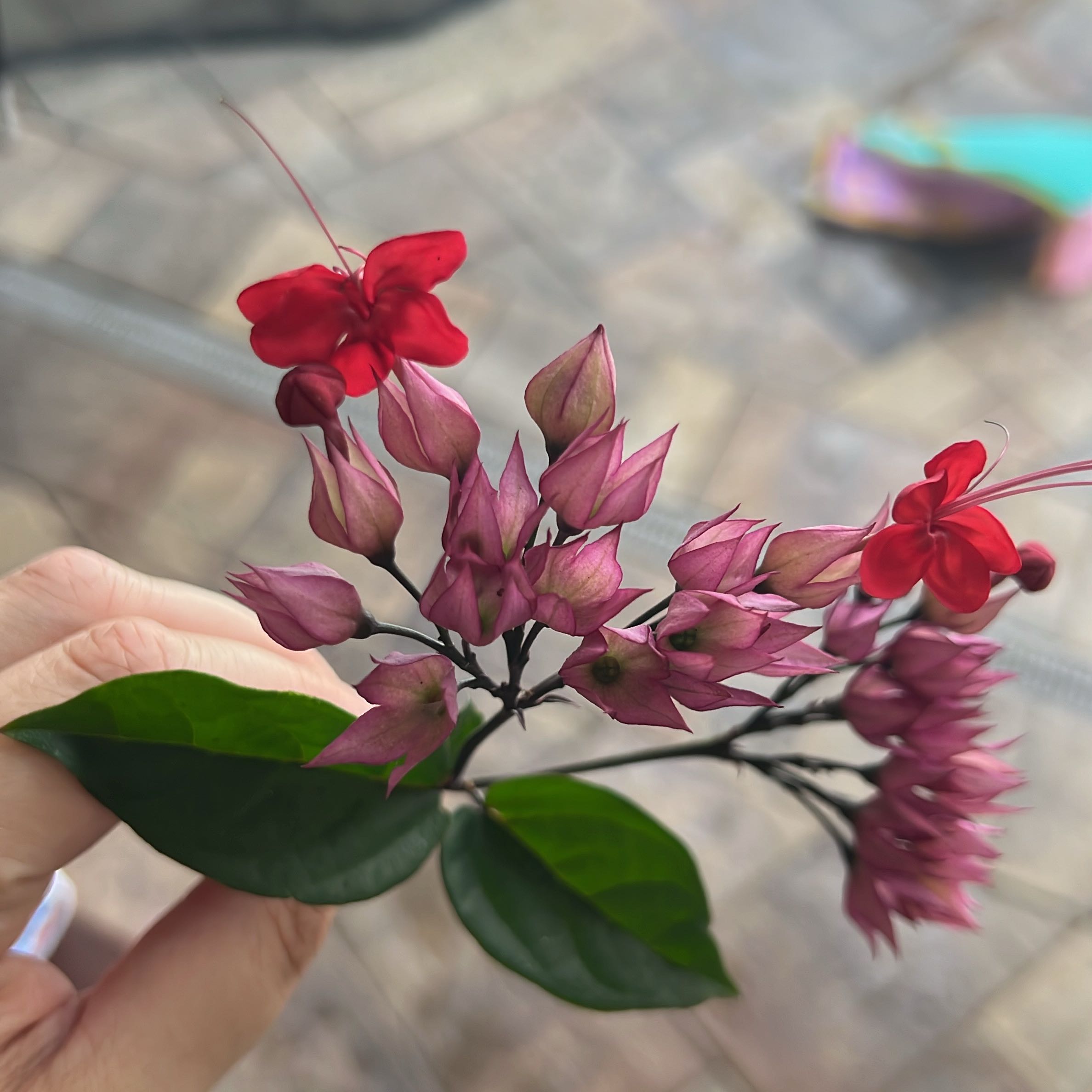 Photo of the plant species Bleeding Heart Vine by @SmoothChia97 named Orlando Bloom on Greg, the plant care app
