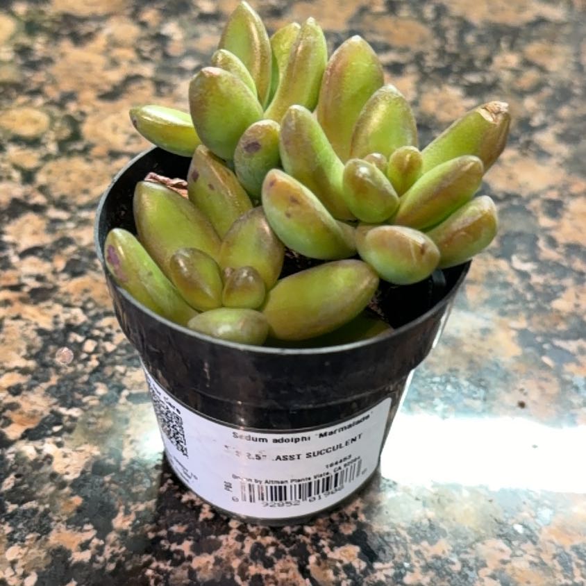 Photo of the plant species Sedum adolphi 'Marmalade' by @ZippyWasabi0 named Darwin on Greg, the plant care app
