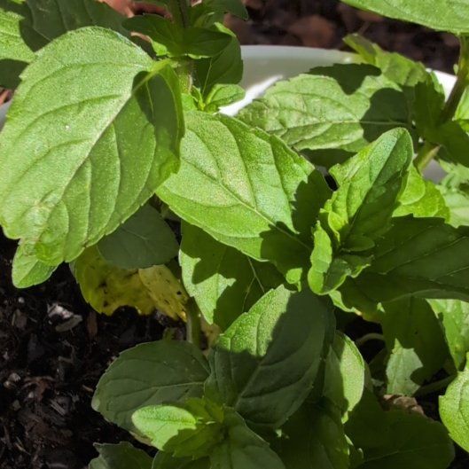 Photo of the plant species Yerba Buena by @BigUngnadia67 named Aristotle on Greg, the plant care app