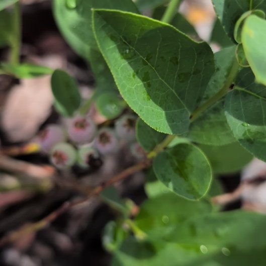Photo of the plant species Blueberry by @BigUngnadia67 named Pax on Greg, the plant care app