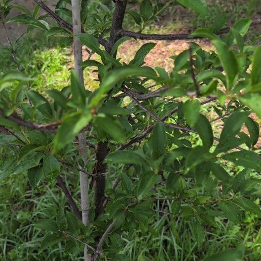 Photo of the plant species American Plum by @BigUngnadia67 named Keanu Leaves on Greg, the plant care app