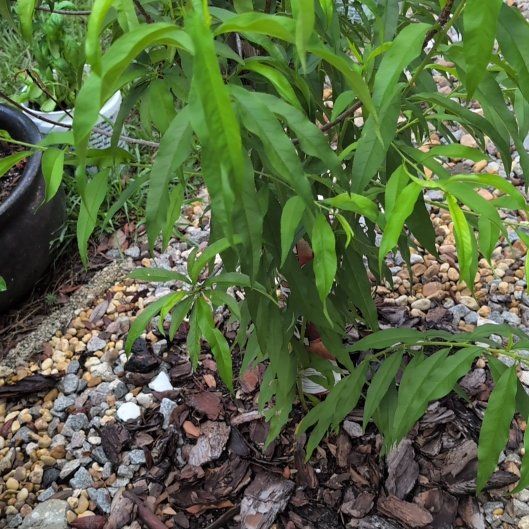 Photo of the plant species Prunus Persica by @BigUngnadia67 named Osmo on Greg, the plant care app