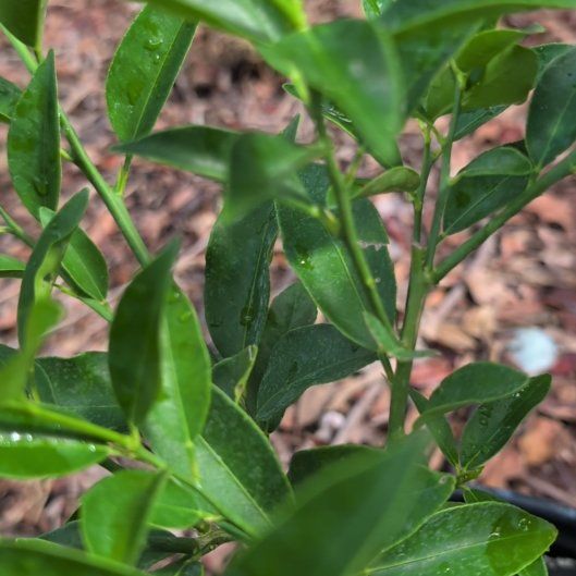 Photo of the plant species Key Lime Lakeland by @BigUngnadia67 named Stella on Greg, the plant care app