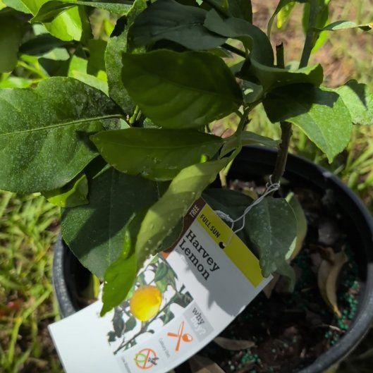 Photo of the plant species Harvey lemon Tree by @BigUngnadia67 named James Dean on Greg, the plant care app