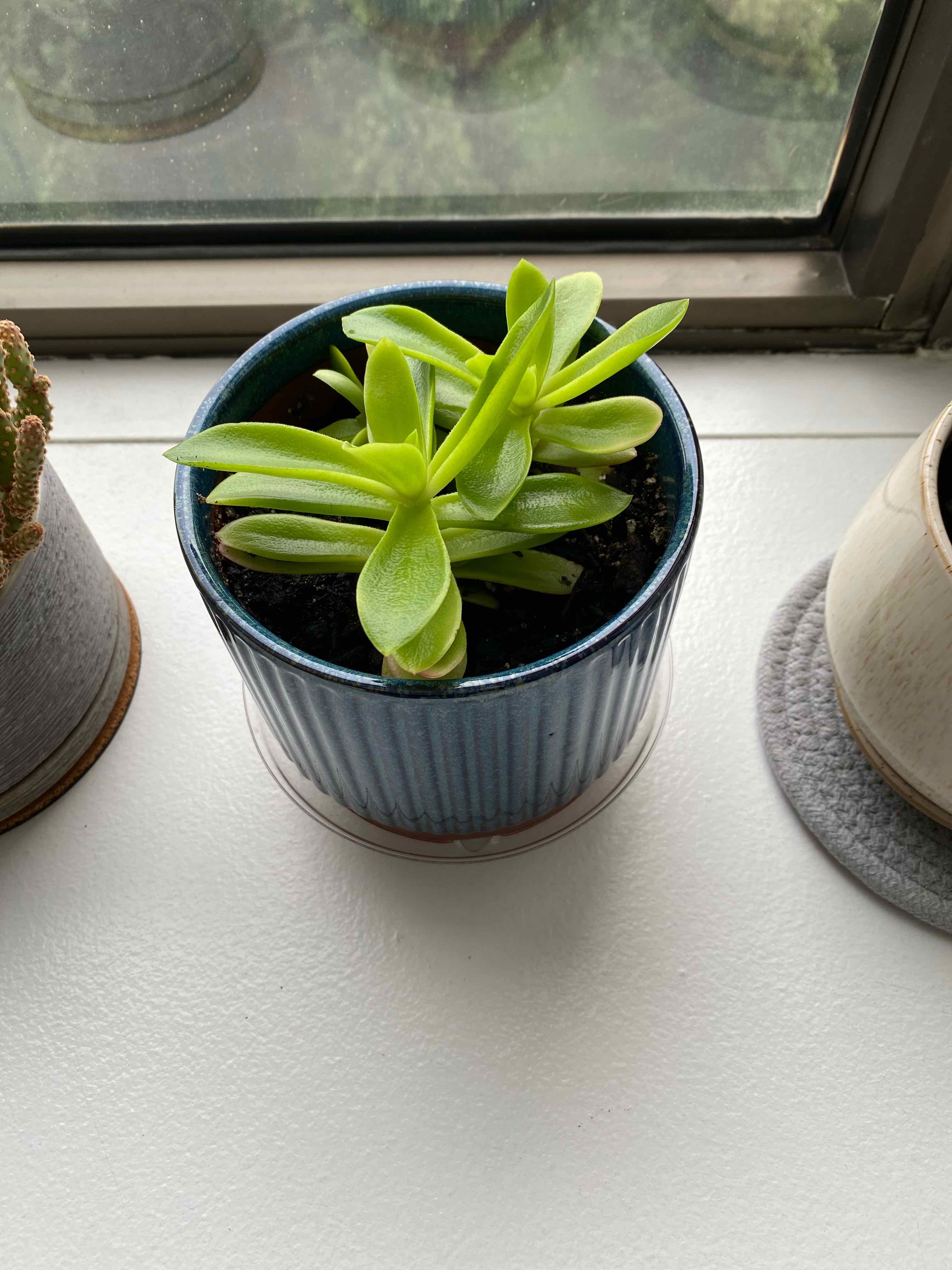 Crassula capitella 'Campfire' plant in a blue pot on a windowsill, healthy green leaves.