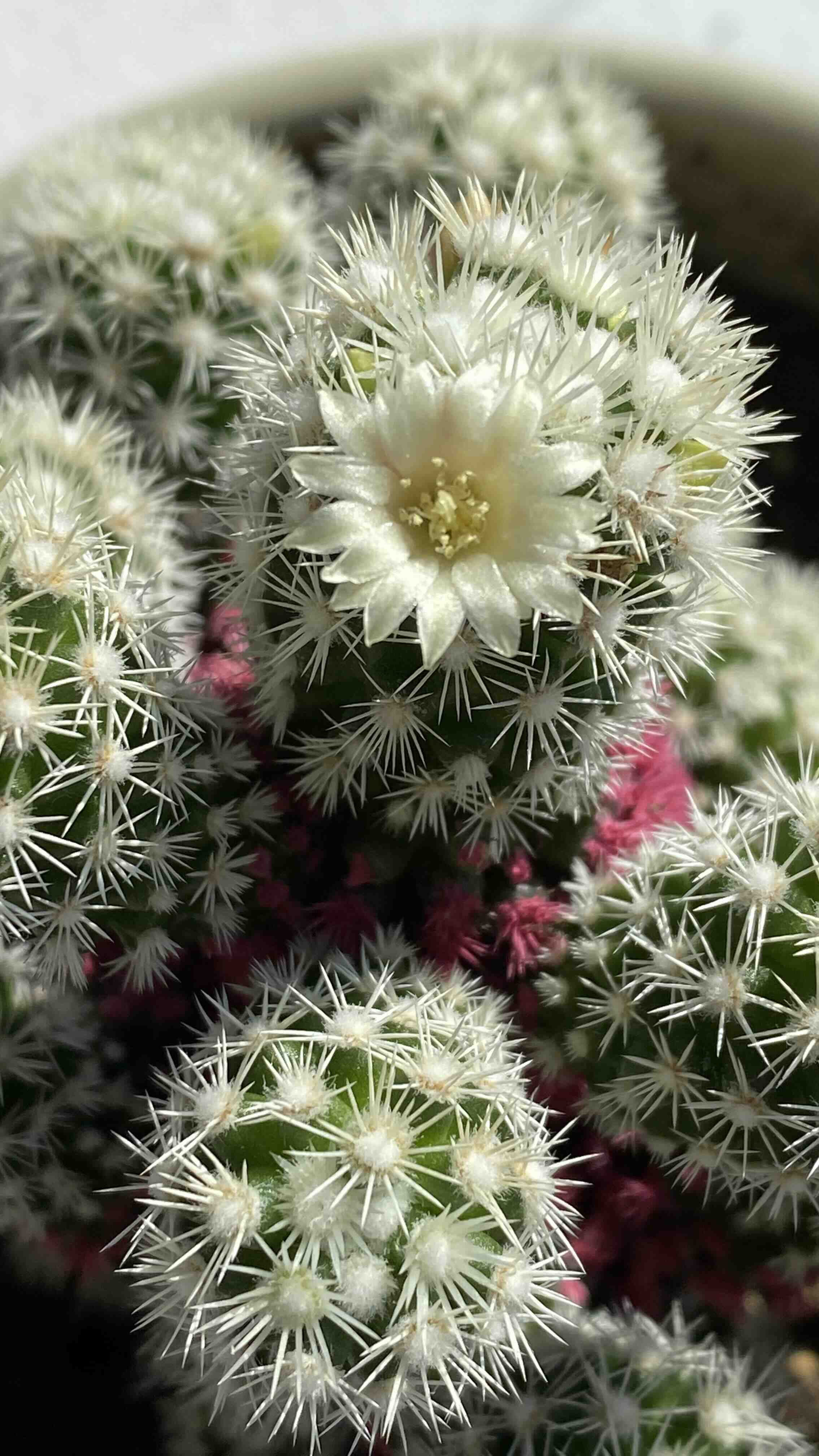 Lady Finger Cactus 'Copper King' with a white flower, well-focused and healthy.