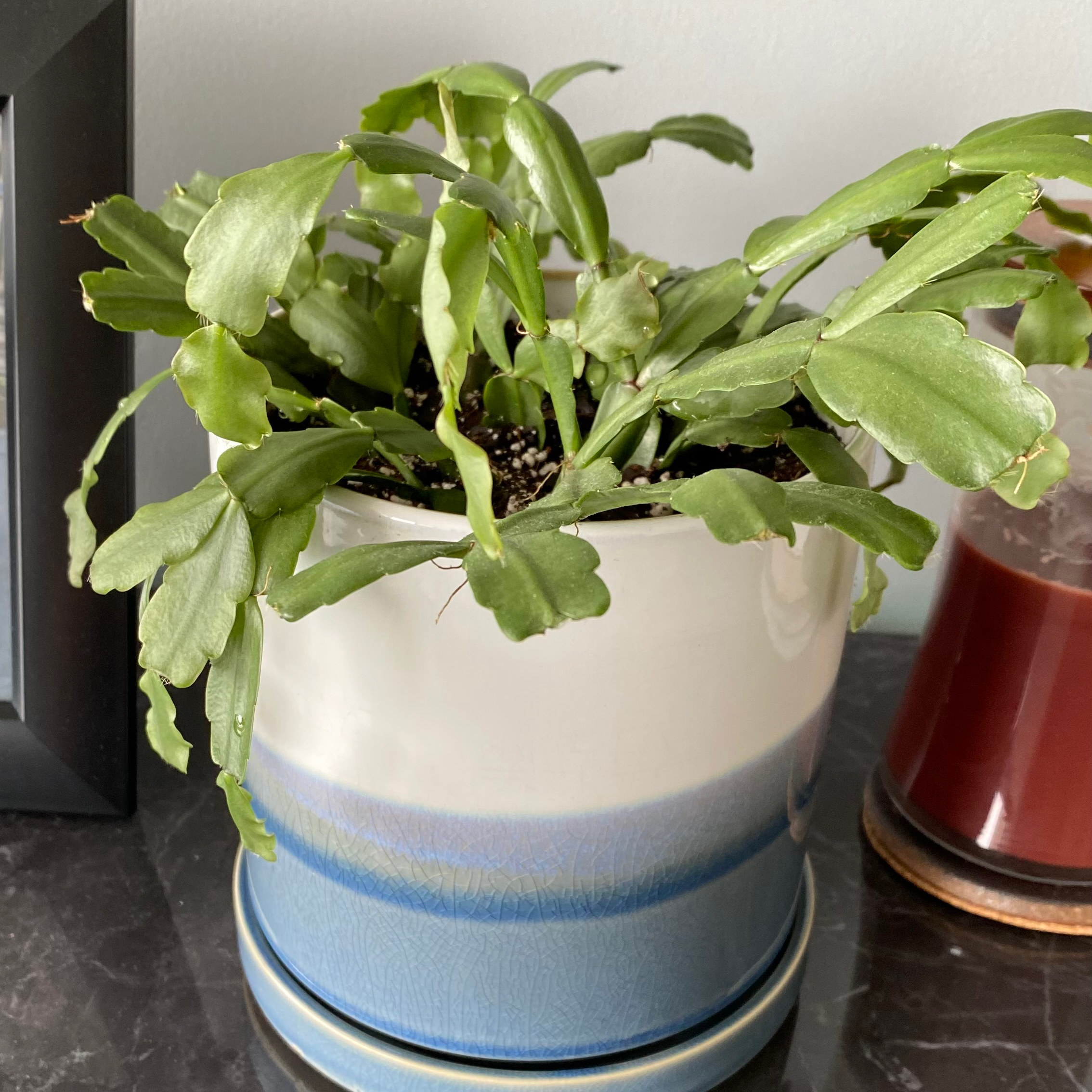 true Christmas Cactus in a ceramic pot with healthy green leaves.