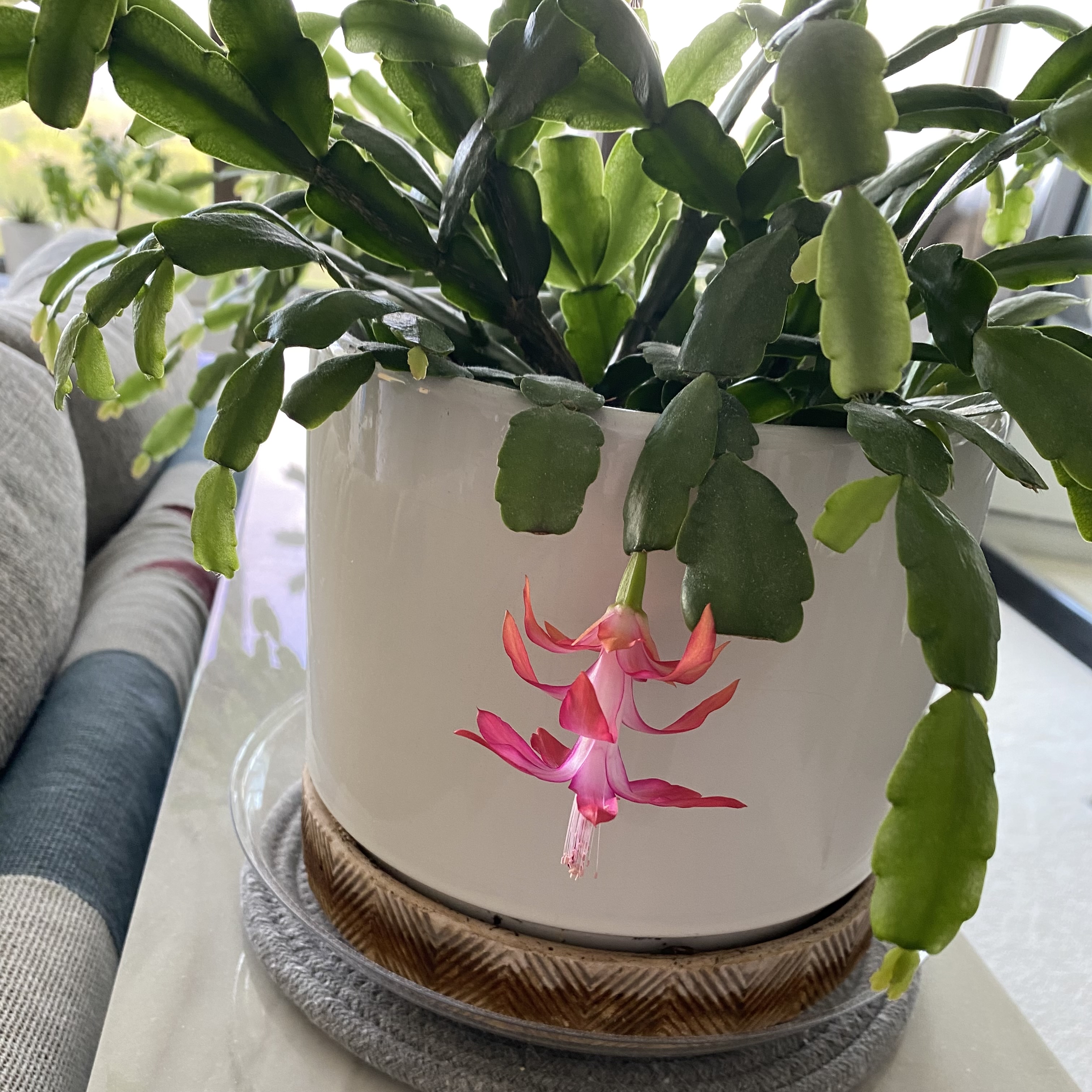 true Christmas Cactus in a white pot with a single visible flower.