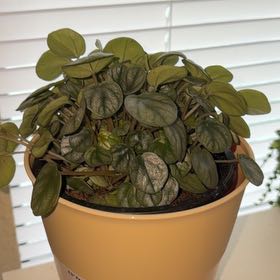 Photo of the plant species Peperomia 'Little Toscani' by @PractisedChaya8 named Mia on Greg, the plant care app