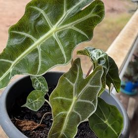 Photo of the plant species Kris Plant by @SturdyJubaea22 named Lebron on Greg, the plant care app