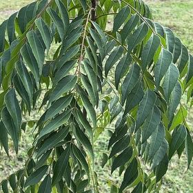 Photo of the plant species Curry Tree by @SturdyJubaea22 named Fernie Saunders on Greg, the plant care app