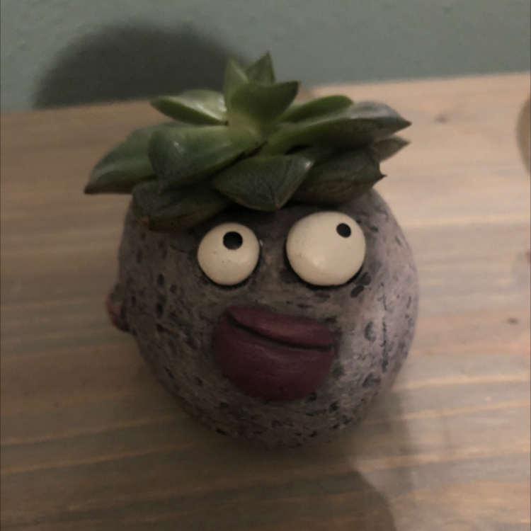 Photo of the plant species Graptopetalum purpusorum by @arden named grapes on Greg, the plant care app