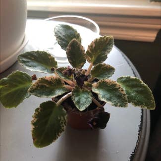 African Violet plant in Houston, Texas