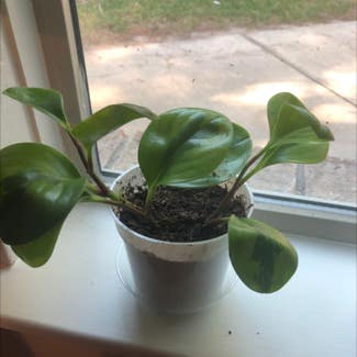 Baby Rubber Plant plant in Houston, Texas